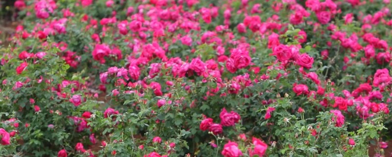 26朵玫瑰的含义，代表我心属于你