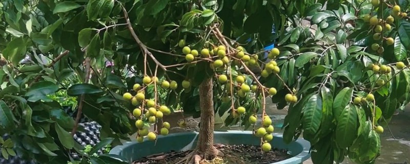 龙眼盆栽可以活多久，能活5-7年