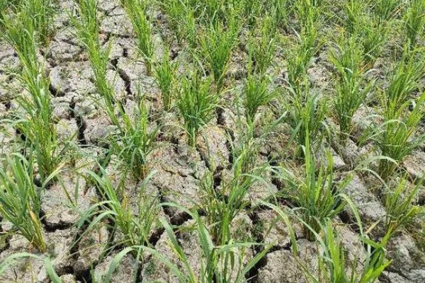 稻田适时断水的好处，可保高产