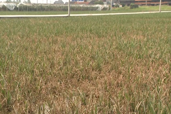 稻田适时断水的好处，可保高产