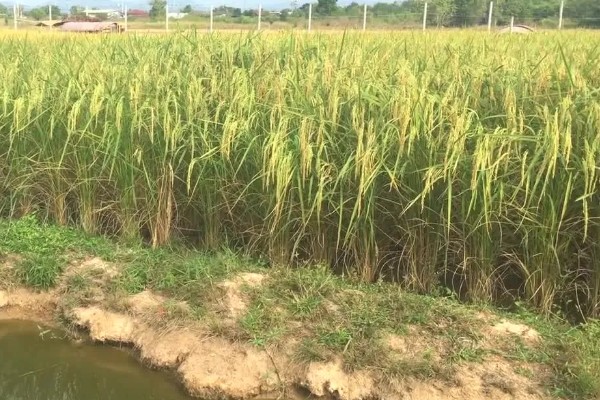 稻田适时断水的好处，可保高产