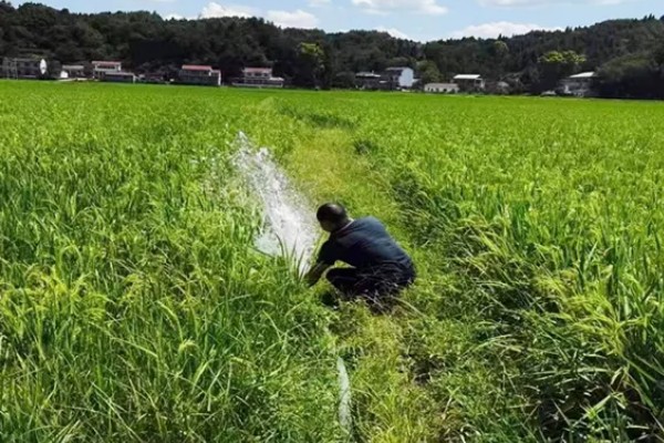 稻田适时断水的好处，可保高产