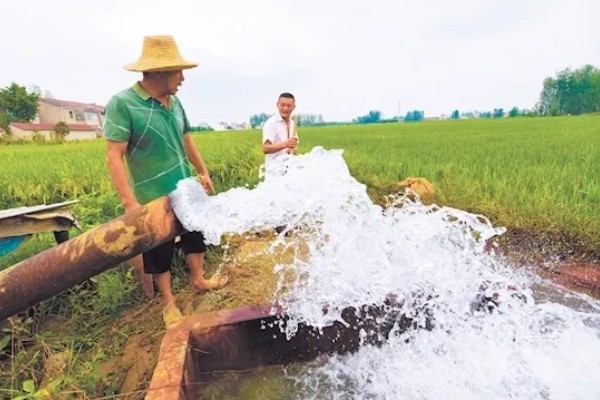 稻田适时断水的好处，可保高产