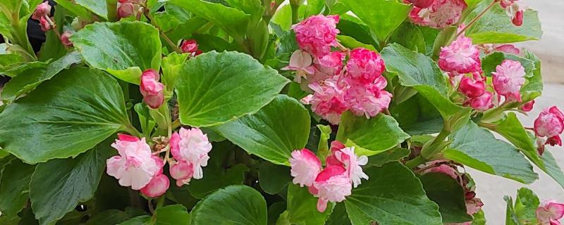 秋海棠花的室内养殖方法，需要时刻保持土壤湿润