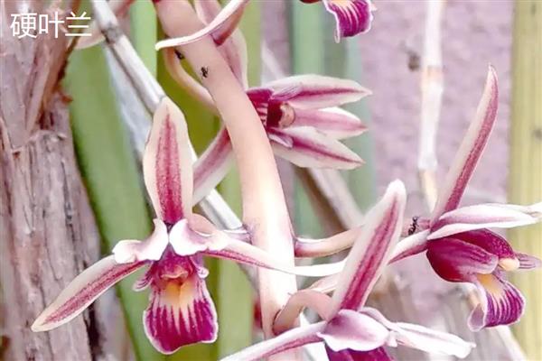 兰花的花语,寓意高洁、典雅等