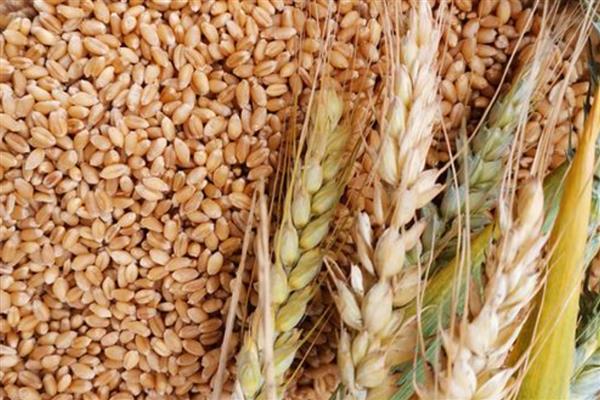 小麦种子的生殖方式，属于有性生殖