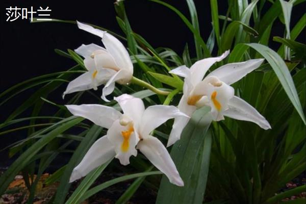 兰花的花语,寓意高洁、典雅等