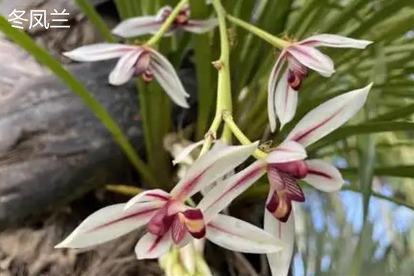 兰花的花语,寓意高洁、典雅等