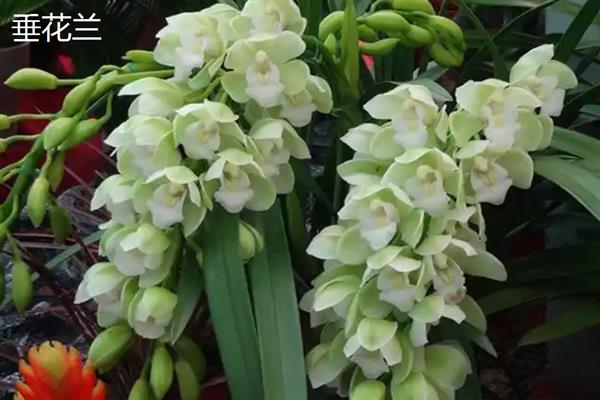 兰花的花语,寓意高洁、典雅等