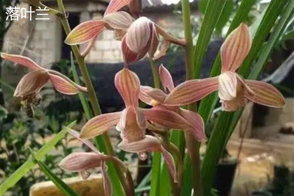 兰花的花语,寓意高洁、典雅等