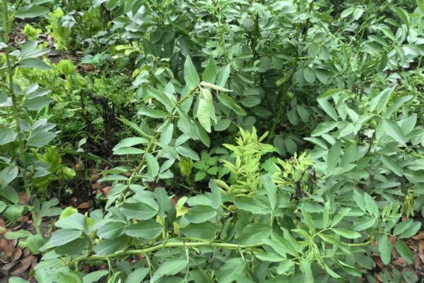 蚕豆的高产栽培技术，要根据土壤肥力和当地环境合理播种