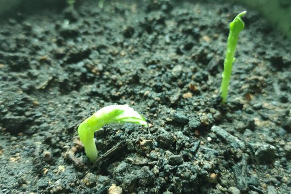 蚕豆的高产栽培技术，要根据土壤肥力和当地环境合理播种