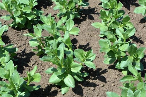 蚕豆的高产栽培技术，要根据土壤肥力和当地环境合理播种