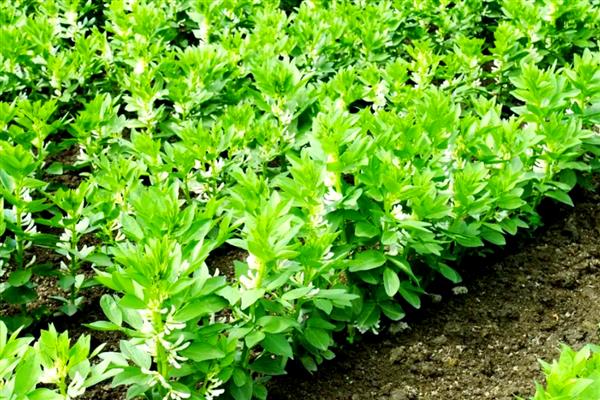 蚕豆的高产栽培技术，要根据土壤肥力和当地环境合理播种