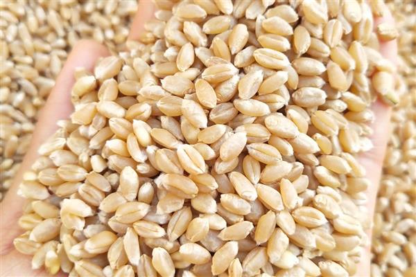 小麦种子的生殖方式，属于有性生殖