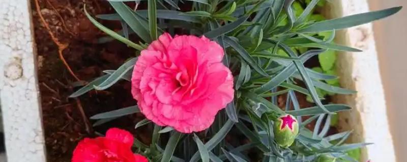 康乃馨如何才能多开花，主要是及时进行摘心