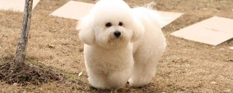 比熊口臭如何解决，要定期刷牙或者漱口