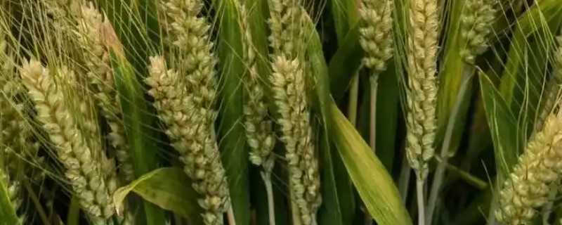 偃育898小麦种简介，全生育期202天