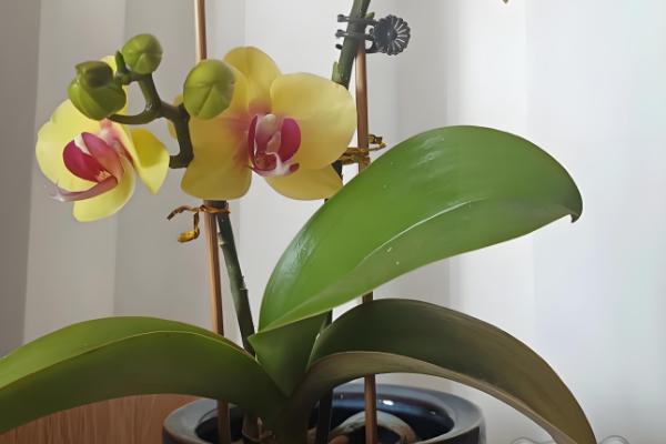 蝴蝶兰能否养在卧室中，不含毒素可放心在室内养护