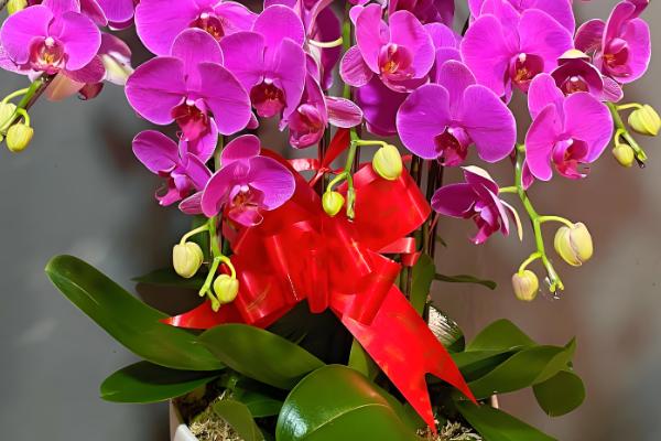 蝴蝶兰能否养在卧室中，不含毒素可放心在室内养护