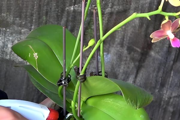 蝴蝶兰能否养在卧室中，不含毒素可放心在室内养护