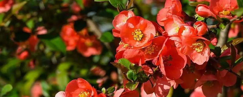 皱皮木瓜海棠花的养殖方法，每隔4-5天浇一次水