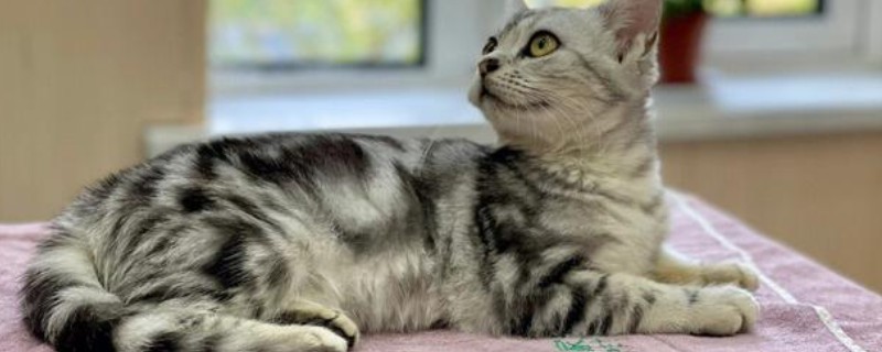 猫体内驱虫用什么药，推荐普拿杜