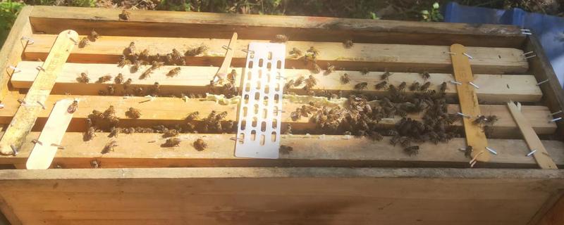 什么药杀蚂蚁且不伤蜜蜂，是指灭蚁灵