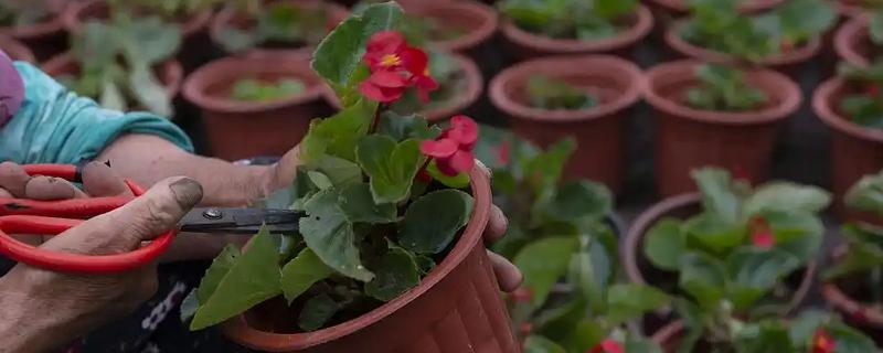 桑叶牡丹的扦插方法，扦插深度保持在3-4厘米