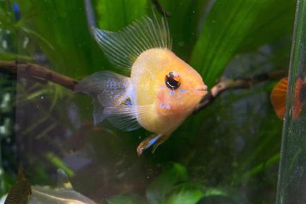 金波子腹水的原因,可能是因为感染了细菌、病毒等