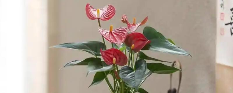 红掌花发黑的原因，可能是水分不足所致