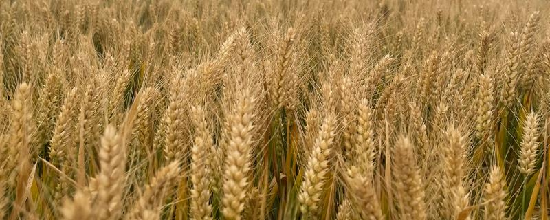 小麦种的发芽率，标准为85%