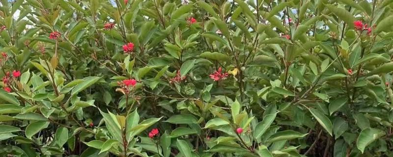 有哪些一年四季开花好养的花，推荐日日樱、石竹花等