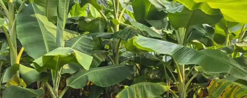 怎么养芭蕉树，土壤要时常保持微湿