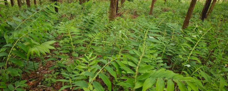 黄精怎么种植，平时让土壤保持微湿