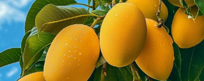 如何判断芒果能摘了没，可以通过果皮颜色辨别