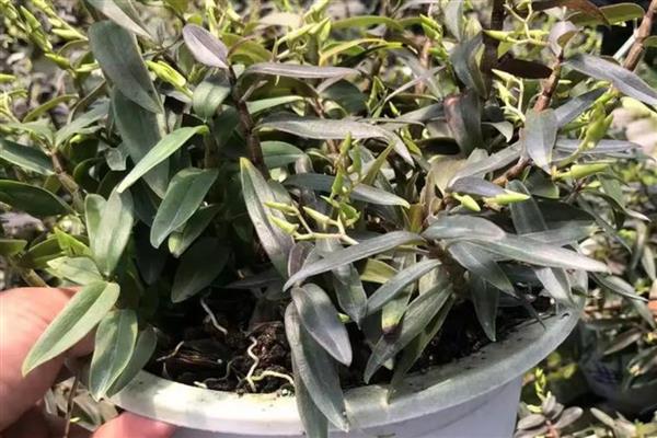 铁皮石斛用什么肥料好，后期施肥通常用叶面肥