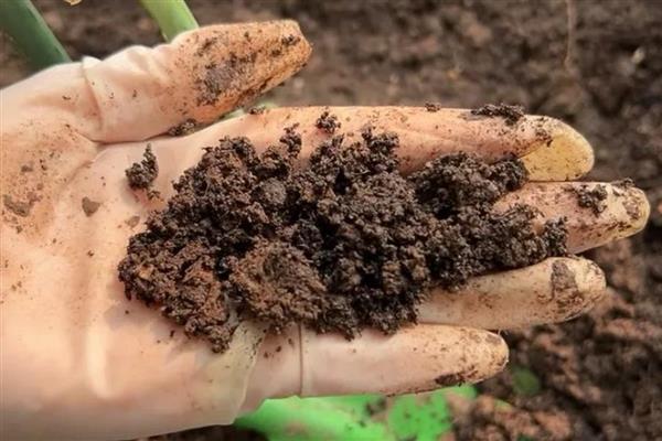 铁皮石斛用什么肥料好，后期施肥通常用叶面肥