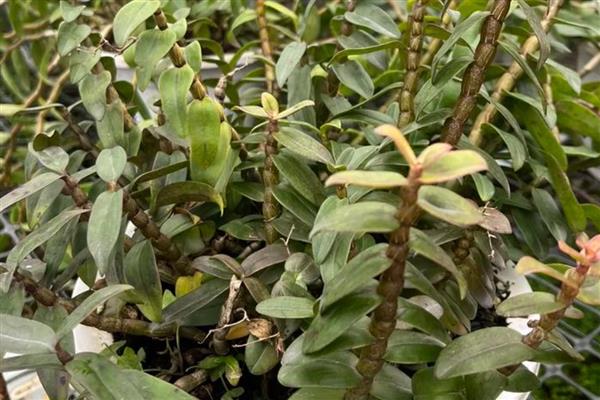 铁皮石斛用什么肥料好，后期施肥通常用叶面肥