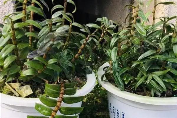 铁皮石斛用什么肥料好，后期施肥通常用叶面肥