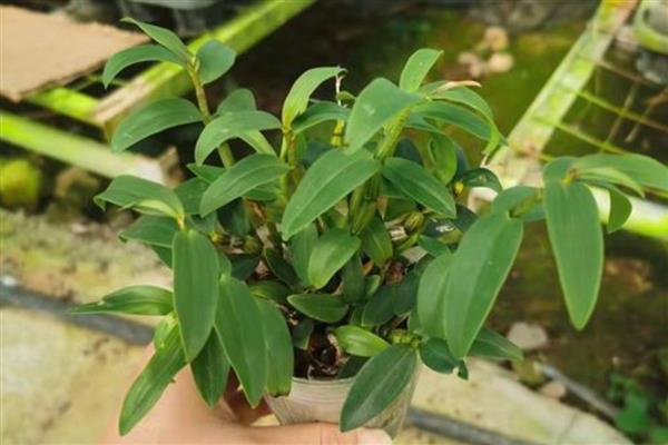 铁皮石斛用什么肥料好，后期施肥通常用叶面肥