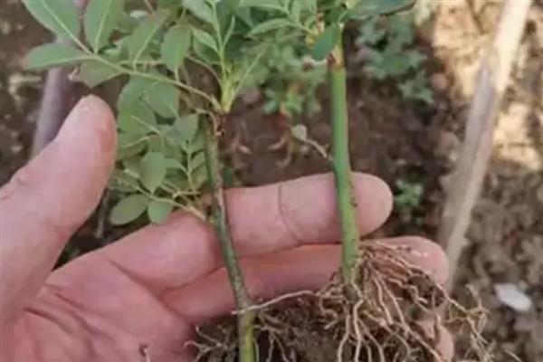 蔷薇花如何移植，春季或秋季均可进行