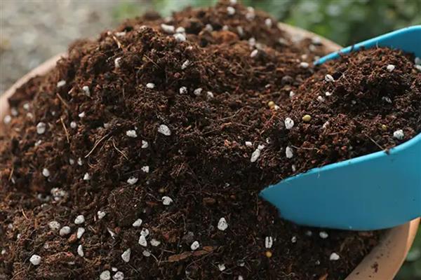 蔷薇花如何移植，春季或秋季均可进行