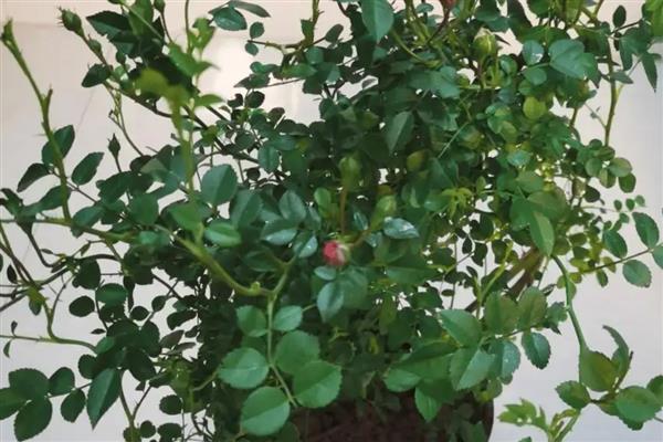 蔷薇花如何移植，春季或秋季均可进行