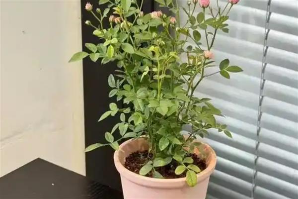 蔷薇花如何移植，春季或秋季均可进行