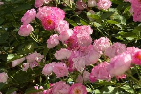 蔷薇花如何移植，春季或秋季均可进行