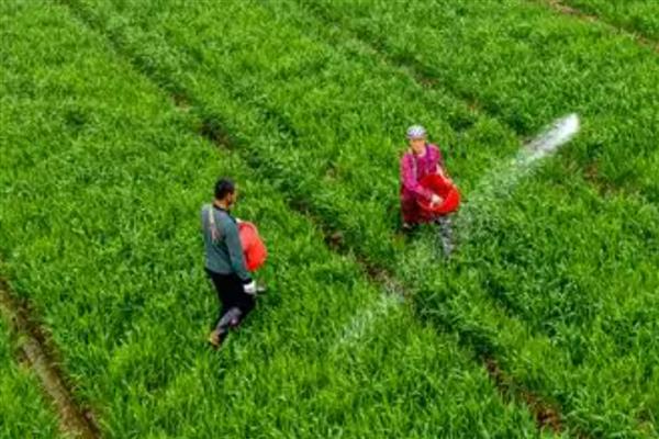 小麦有机肥施用后的注意事项，应合理施用配方肥