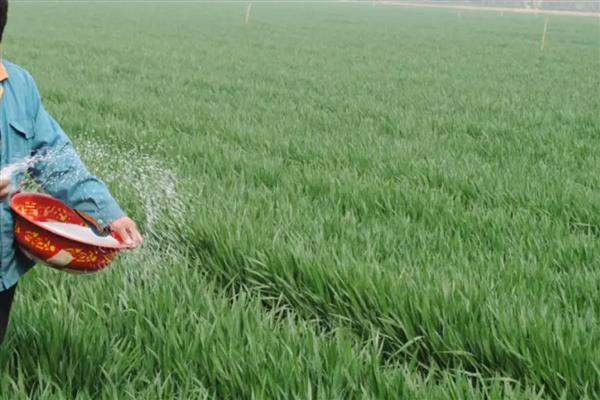 小麦有机肥施用后的注意事项，应合理施用配方肥