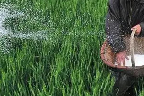 小麦有机肥施用后的注意事项，应合理施用配方肥