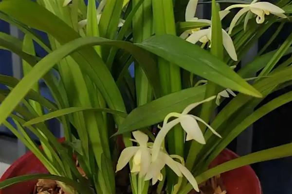 兰花的花语,寓意高洁、典雅等